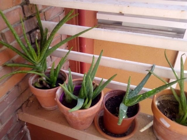 aloe vera barbadensis