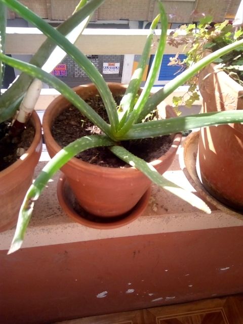 aloe vera barbadensis