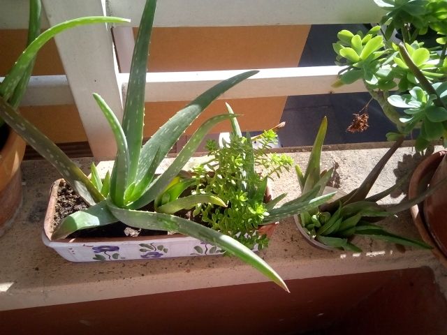 aloe vera barbadensis