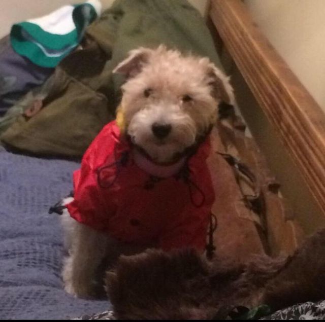 Chubasquero perr@ 45 cm