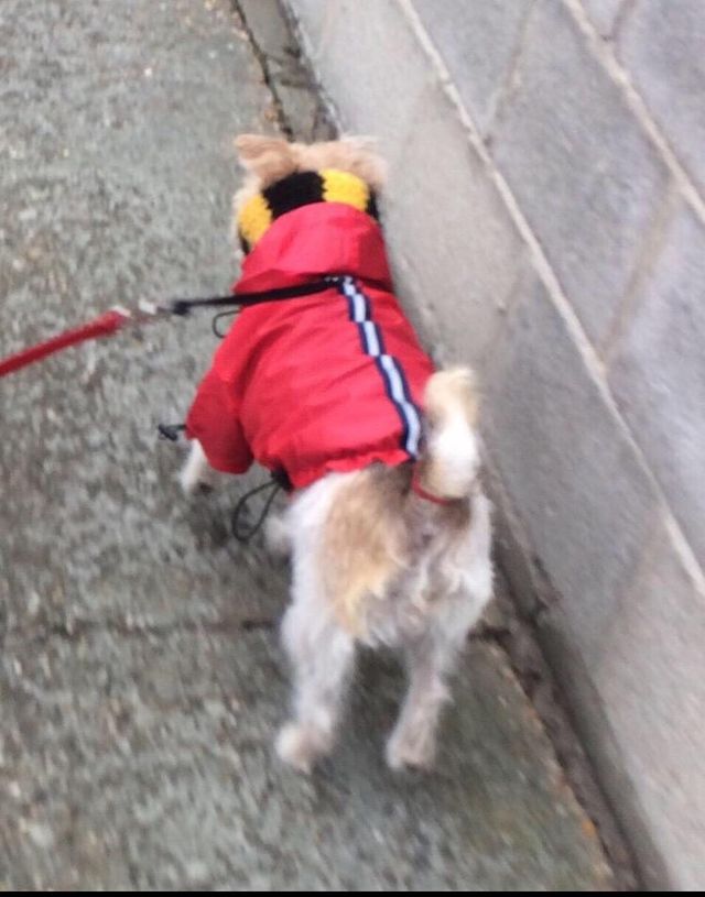 Chubasquero perr@ 45 cm