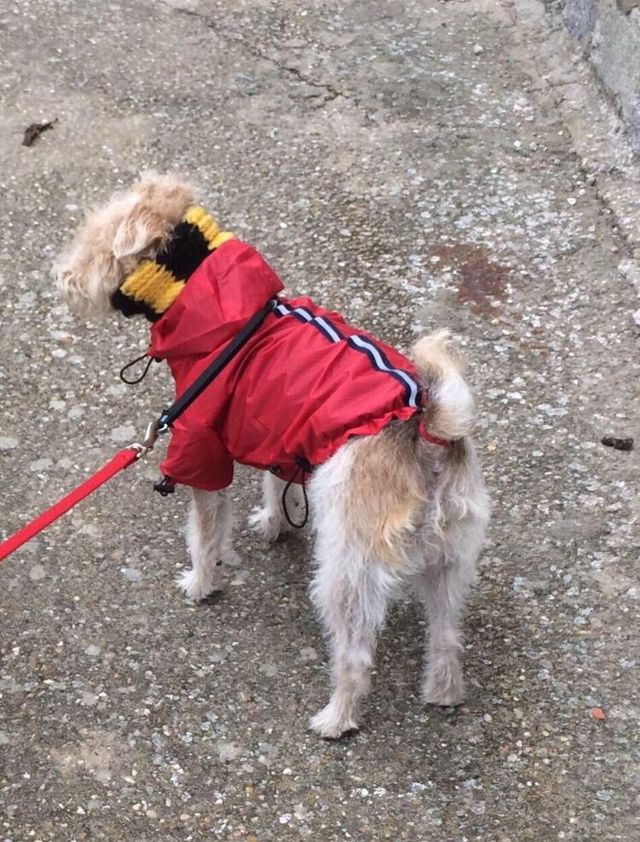 Chubasquero perr@ 45 cm