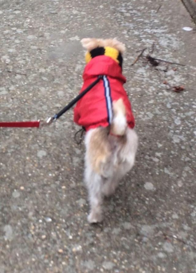 Chubasquero perr@ 45 cm