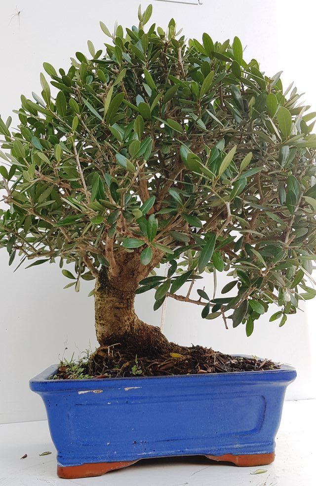 OFERTA BONSAIS DESDE 60€