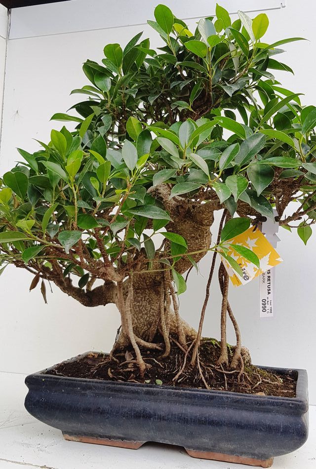 OFERTA BONSAIS DESDE 60€