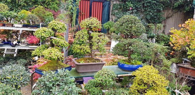 OFERTA BONSAIS DESDE 60€