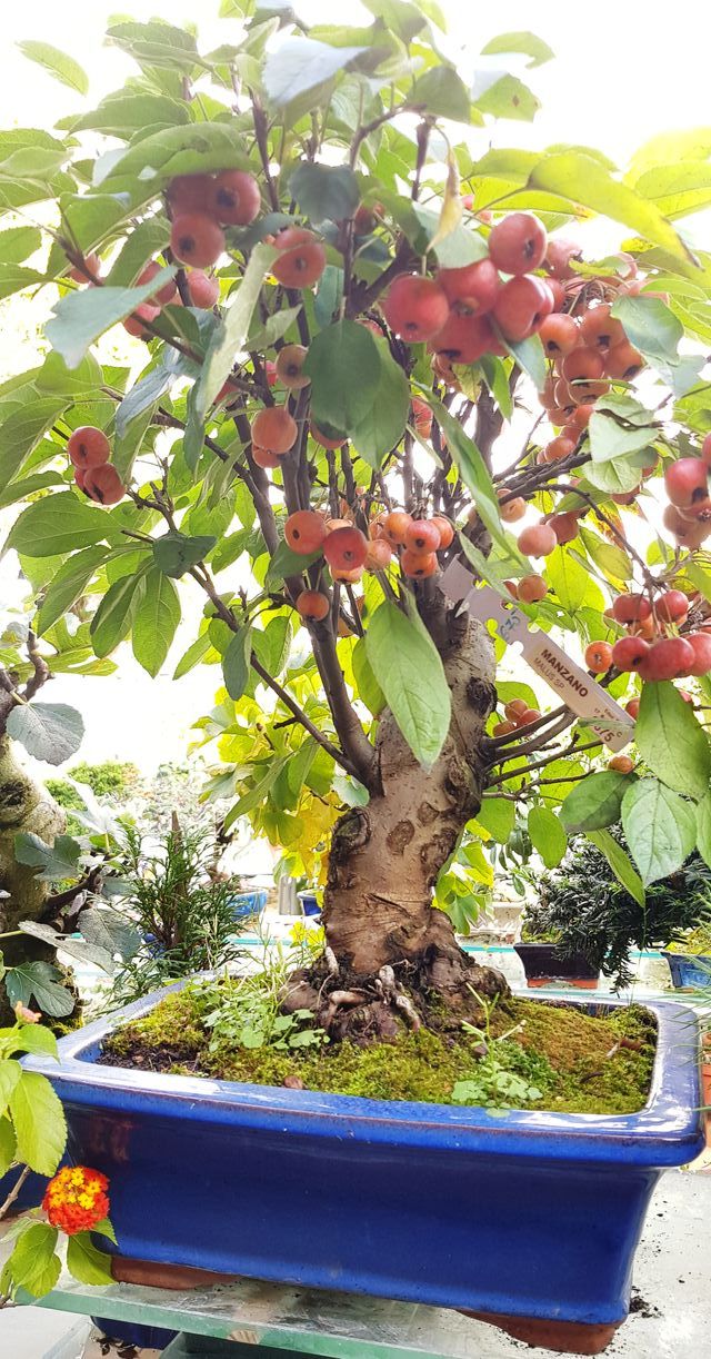 OFERTA BONSAIS DESDE 60€