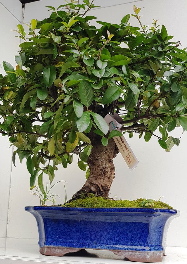 OFERTA BONSAIS DESDE 60€