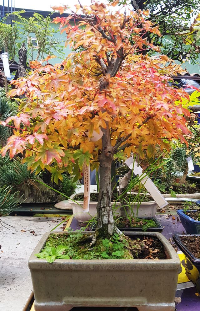 OFERTA BONSAIS DESDE 60€