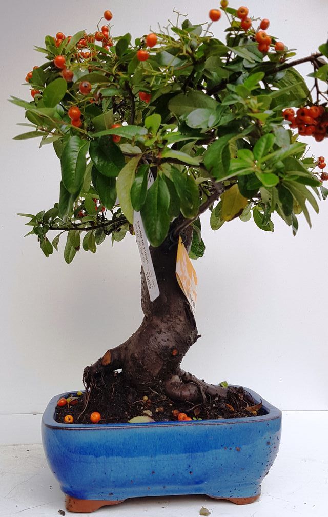 OFERTA BONSAIS DESDE 60€