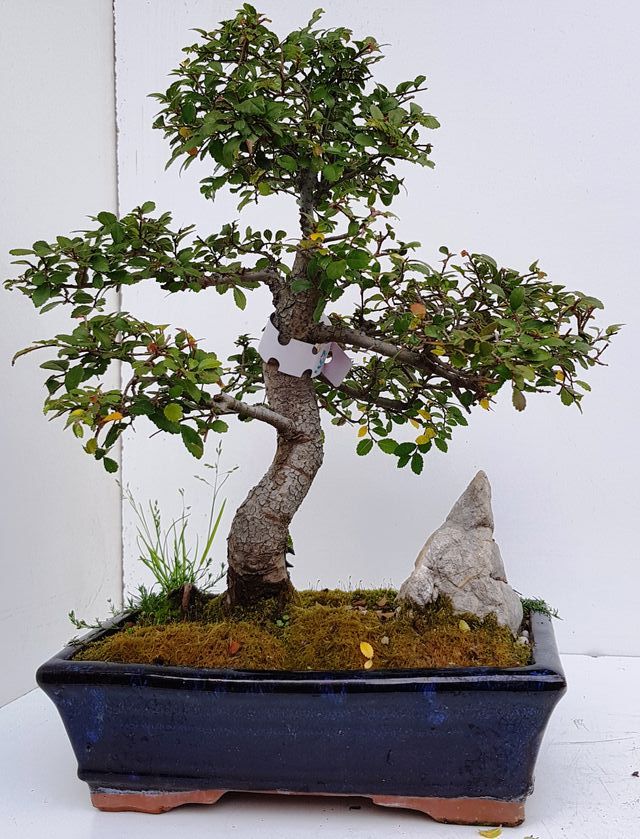 OFERTA BONSAIS DESDE 60€