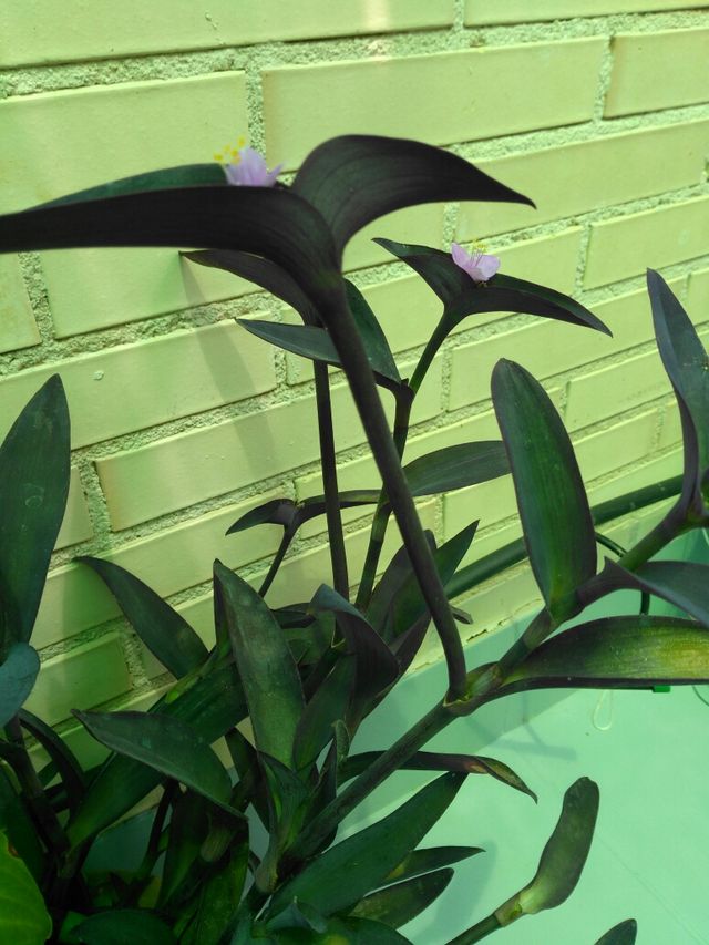 Planta tradescantia pallida o amor de hombre