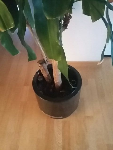 Excepcional tronco de Brasil