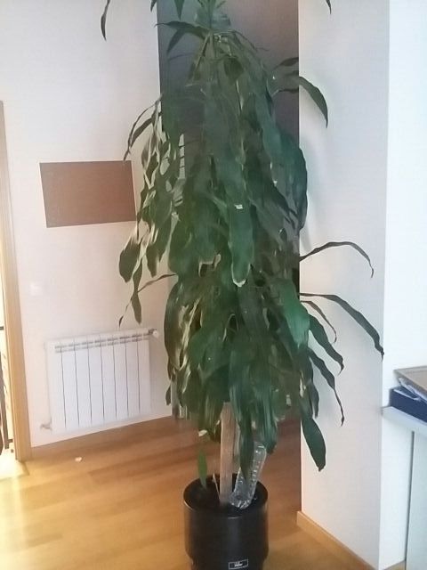 Excepcional tronco de Brasil