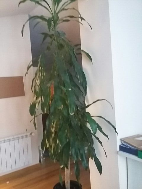 Excepcional tronco de Brasil