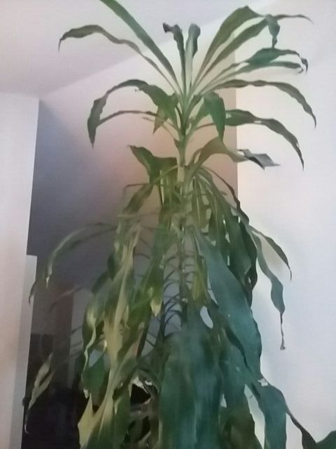 Excepcional tronco de Brasil