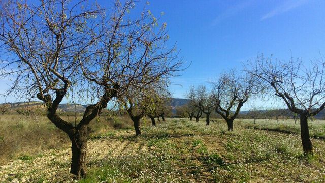 Campo de almendros 
