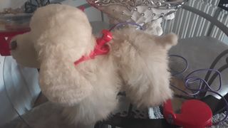 perro peluche que anda