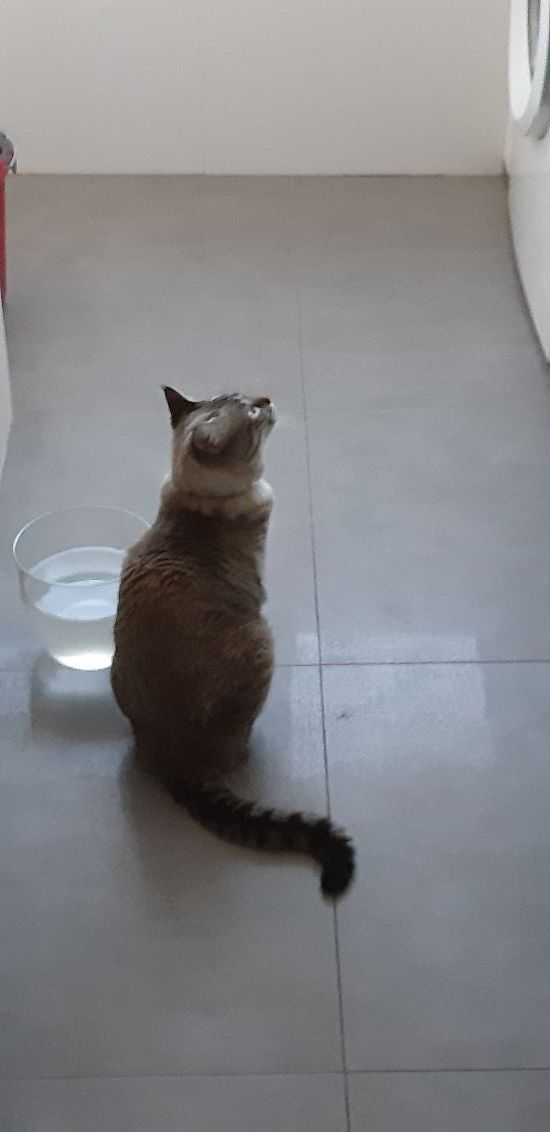 Cuidadora de animales