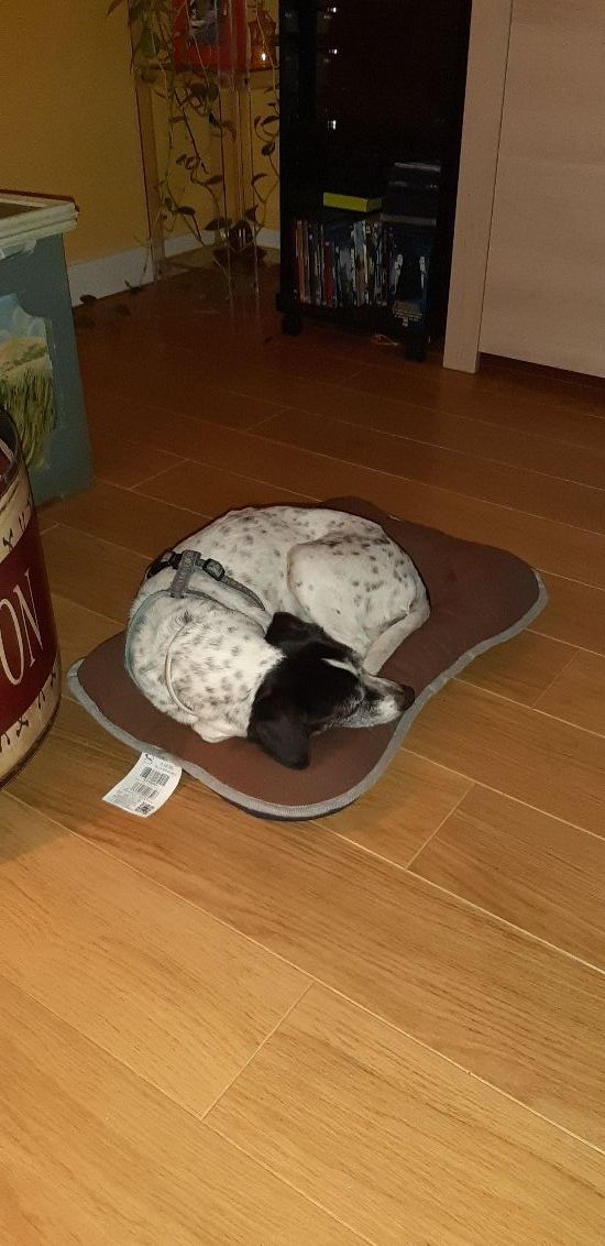 Cuidadora de animales