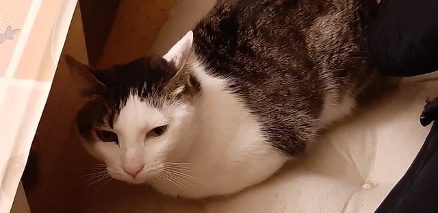 Cuidadora de animales