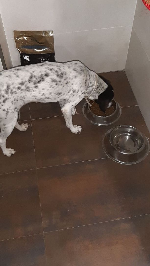 Cuidadora de animales