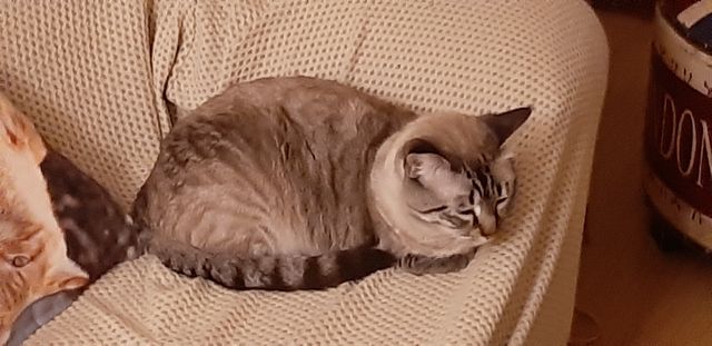 Cuidadora de animales