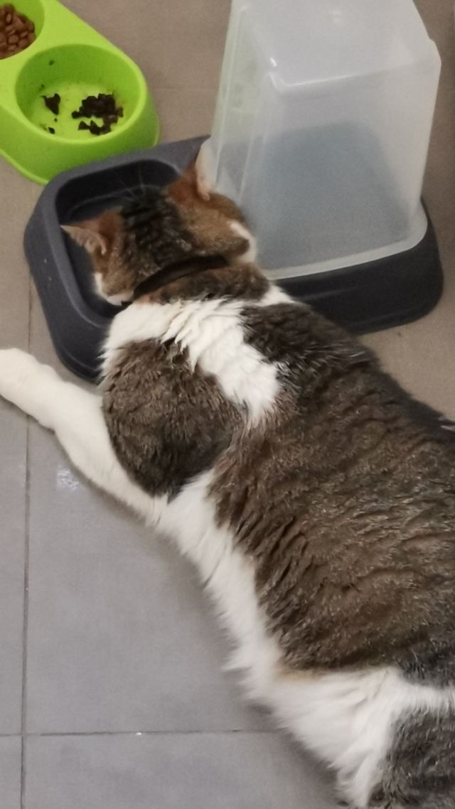 Cuidadora de animales