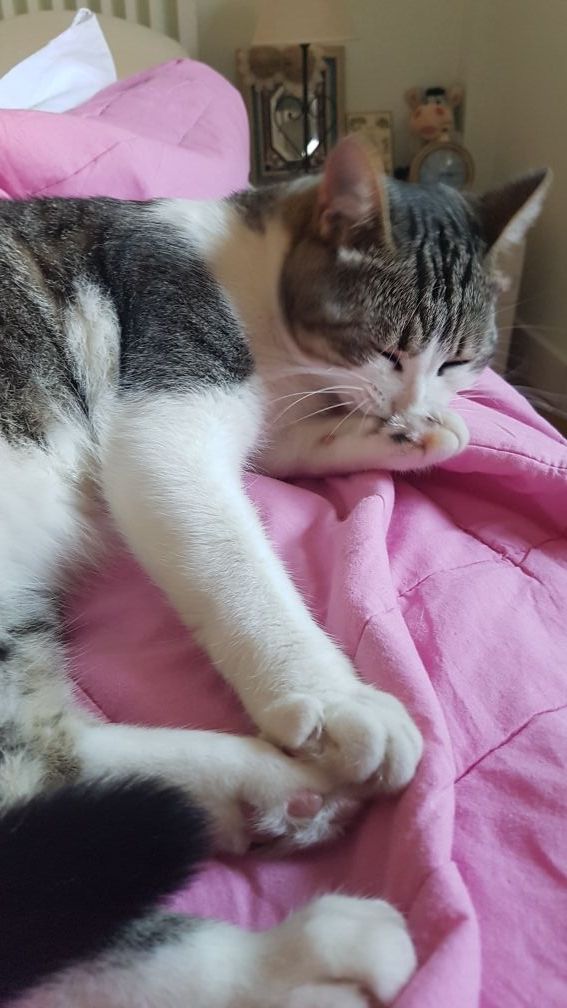 Cuidadora de animales