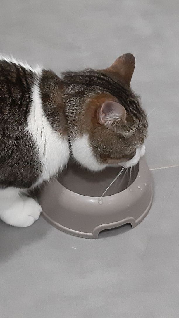 Cuidadora de animales