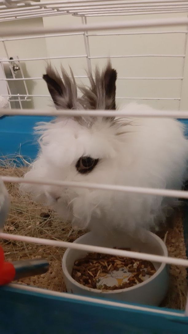 Cuidadora de animales