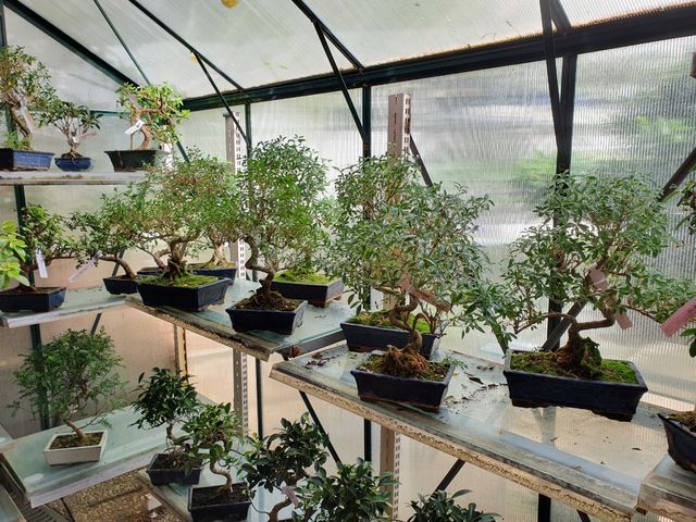 BONSAI PACK 4 BONSAIS OFERTA