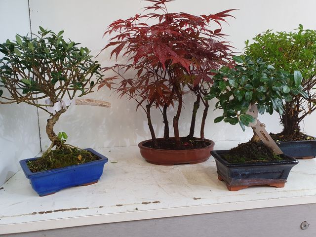 BONSAI PACK 4 BONSAIS OFERTA