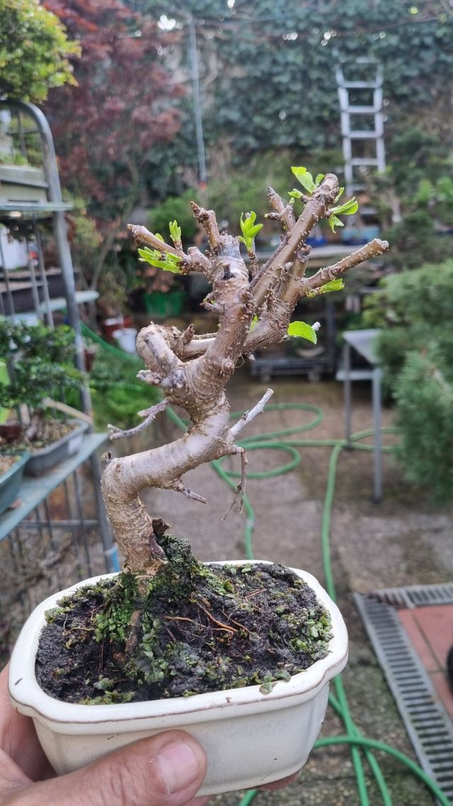 BONSAI PACK 4 BONSAIS OFERTA