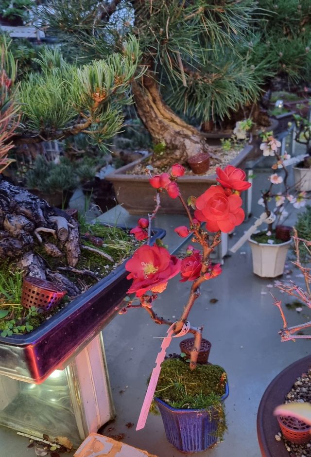 BONSAI PACK 4 BONSAIS OFERTA