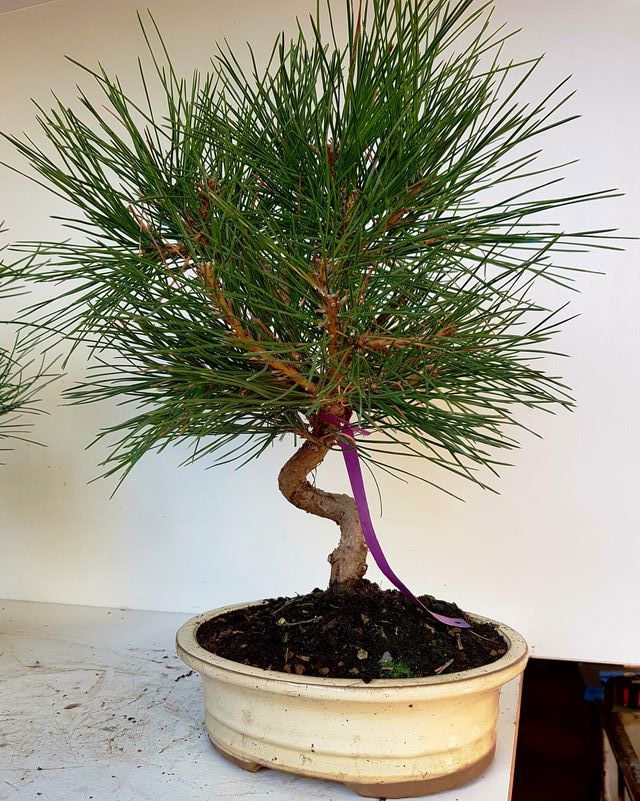 Bonsais oferta desde 40 €