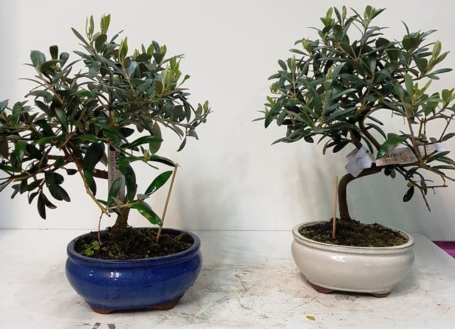 BONSAIS PACK 4 ESPECIES