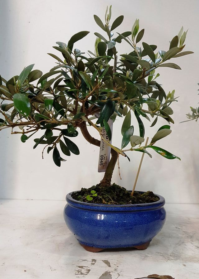 BONSAIS PACK 4 ESPECIES