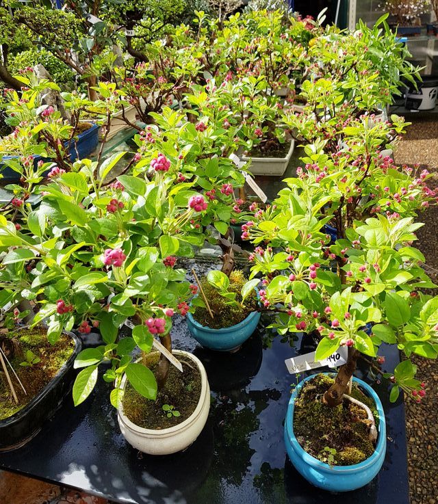 BONSAIS PACK 4 ESPECIES