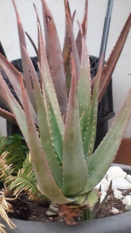 Aloeveras