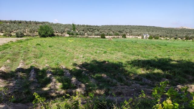 Se Vende - Finca de regadío en Bacor-Olivar