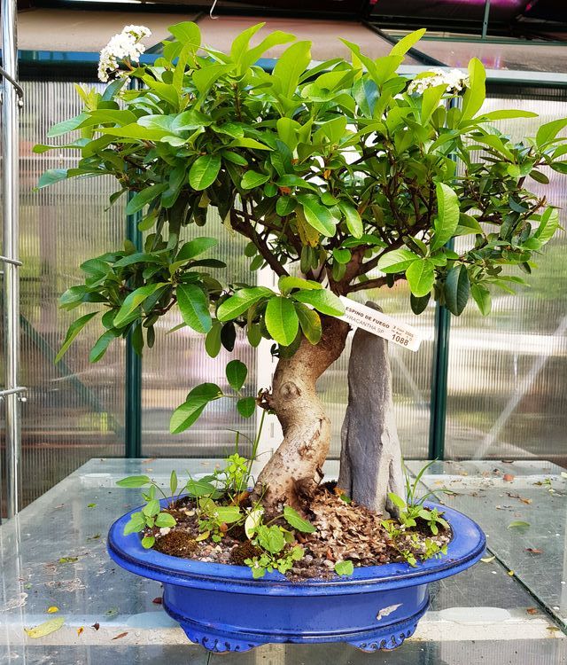 Bonsais pyracantha desde 45€