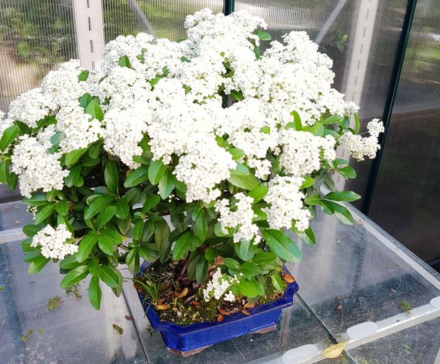 Bonsais pyracantha desde 45€