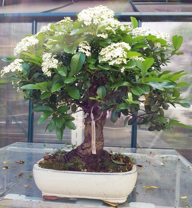 Bonsais pyracantha desde 45€
