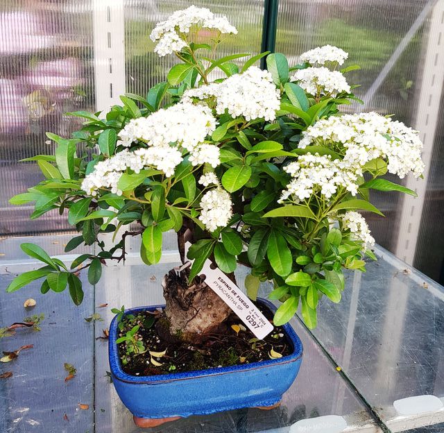Bonsais pyracantha desde 45€