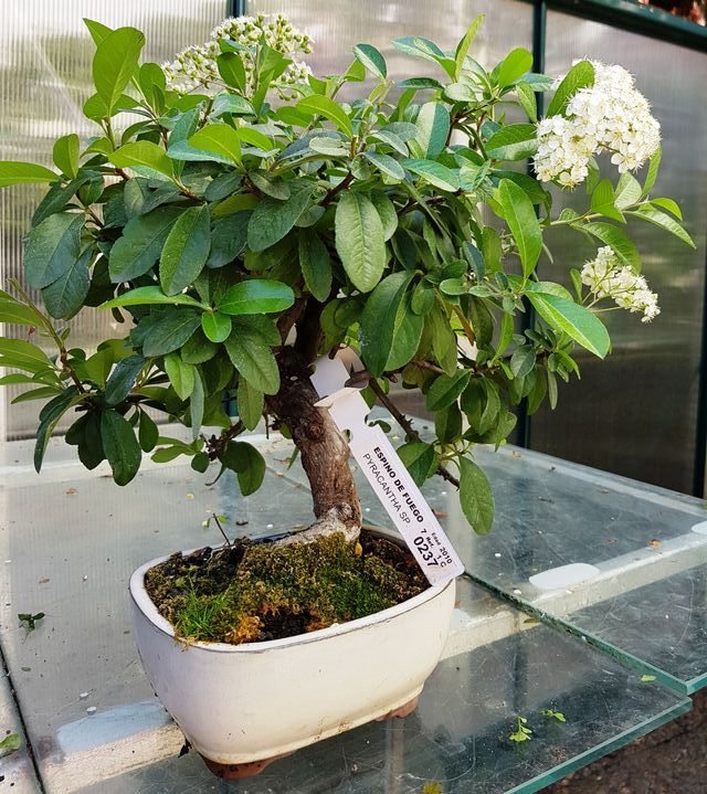 Bonsais pyracantha desde 45€