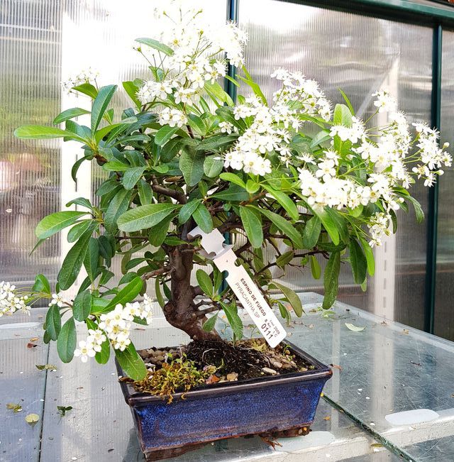 Bonsais pyracantha desde 45€