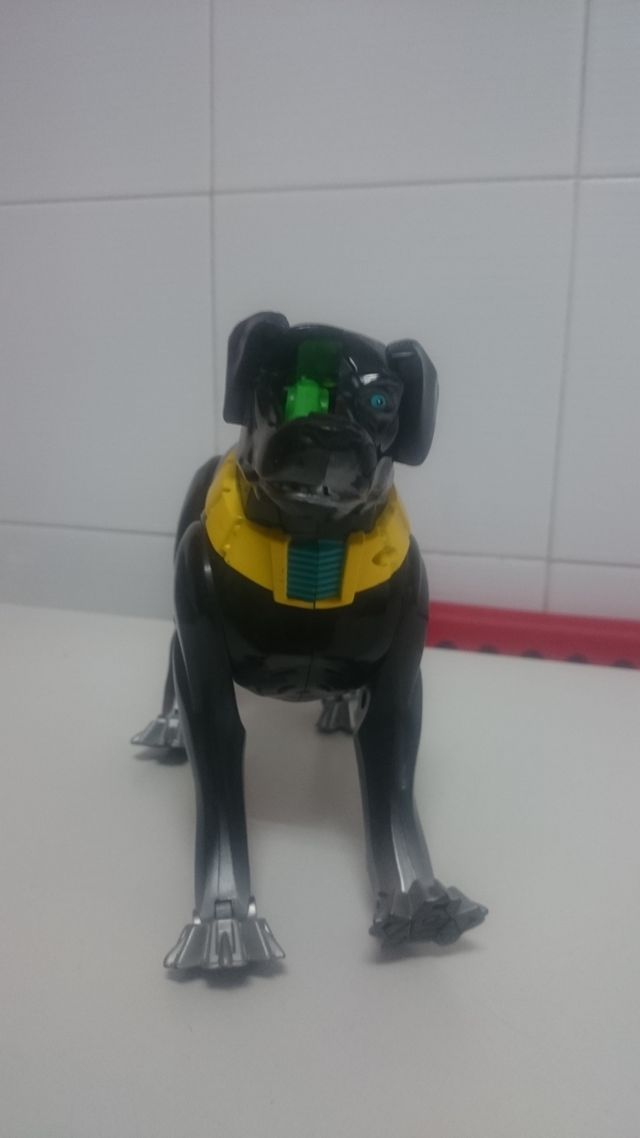Perro robor