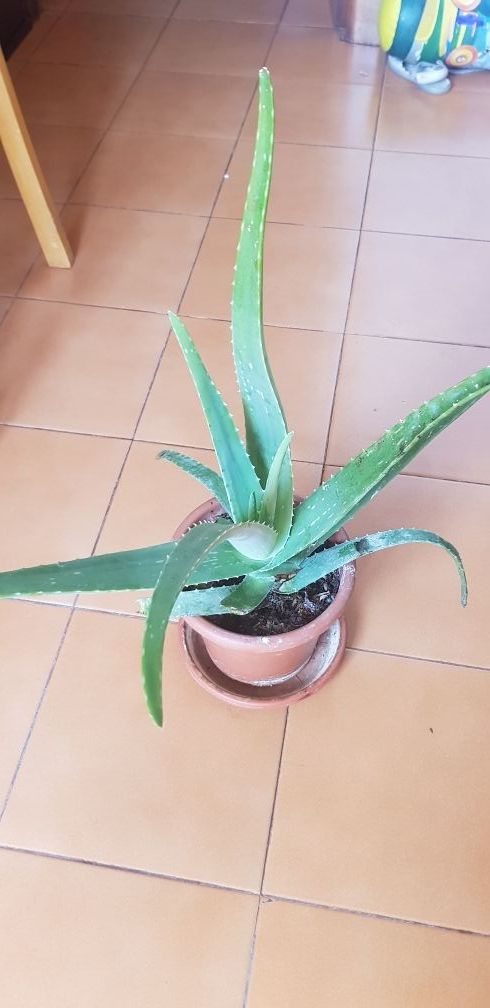Plantas de Sabila o Aloevera