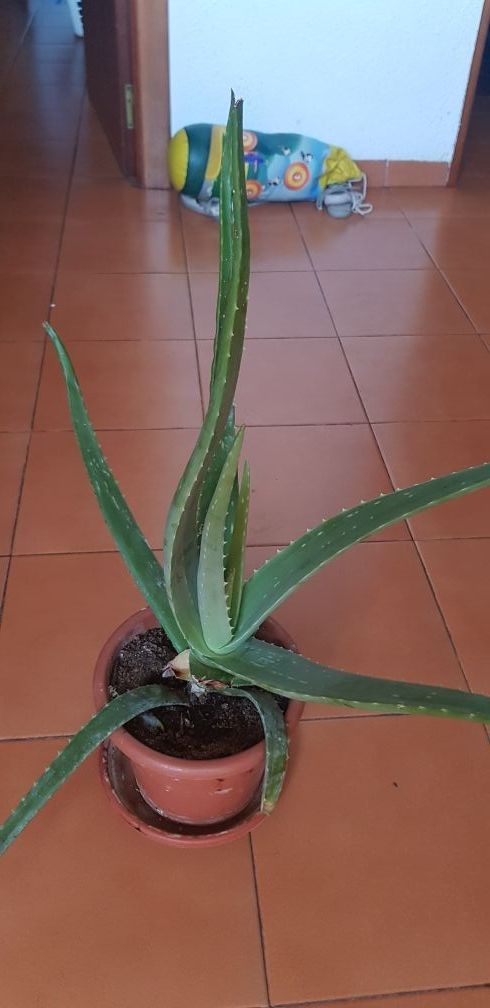 Plantas de Sabila o Aloevera